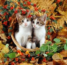 Koty w koszyku jesiennym